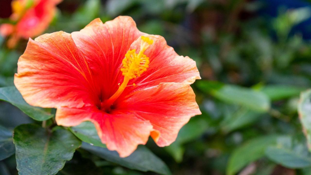 Kaimana Inn Rapa Nui Hanga Roa Zewnętrze zdjęcie
